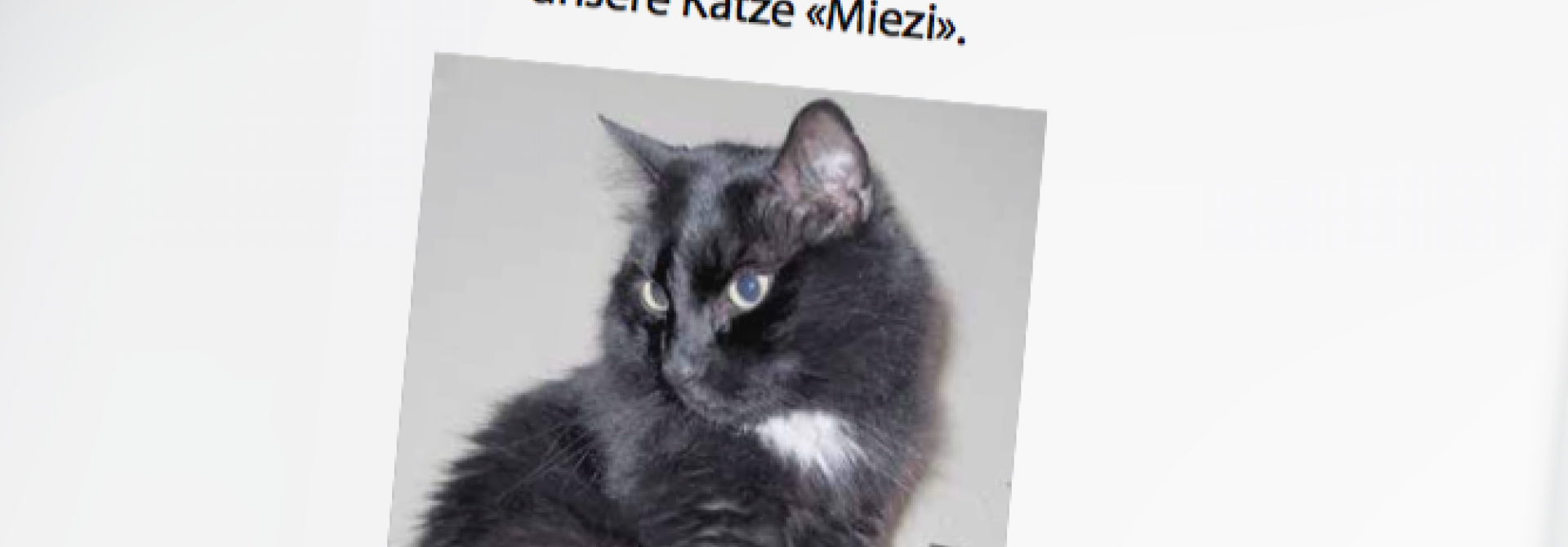 katzevermisst
