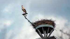Storchennester sind ein beliebtes Objekt für Webcams.