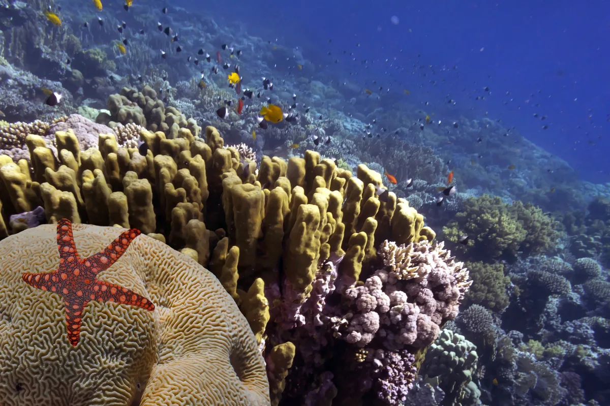 AdobeStock_409581159_vlad61_61 Great Barrier Reef stark gefährdet
