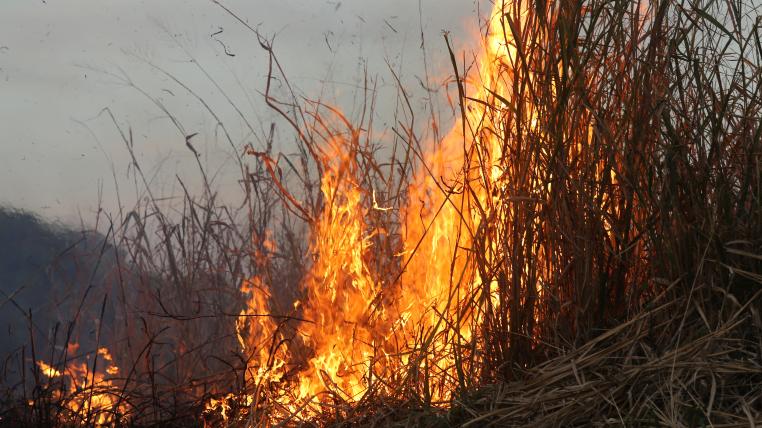 Pantanal Brand