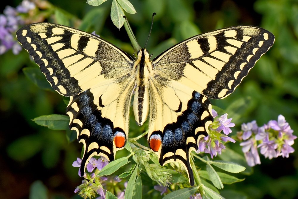 Mehr Biodiversität im Siedlungsraum