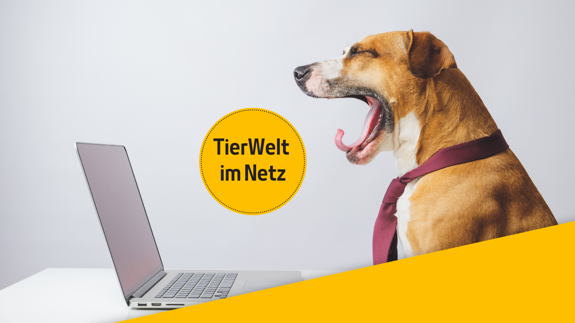 5 Tiere die wissen, wie streng der Wochenstart ist