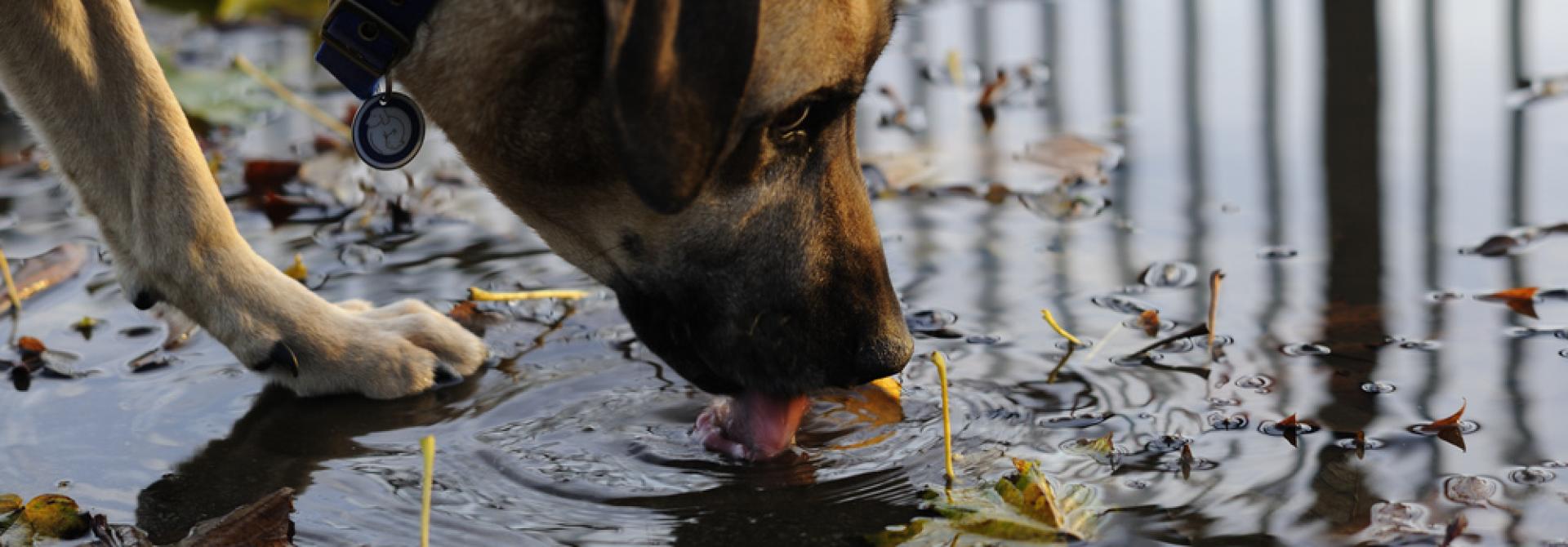 puddle.jpg