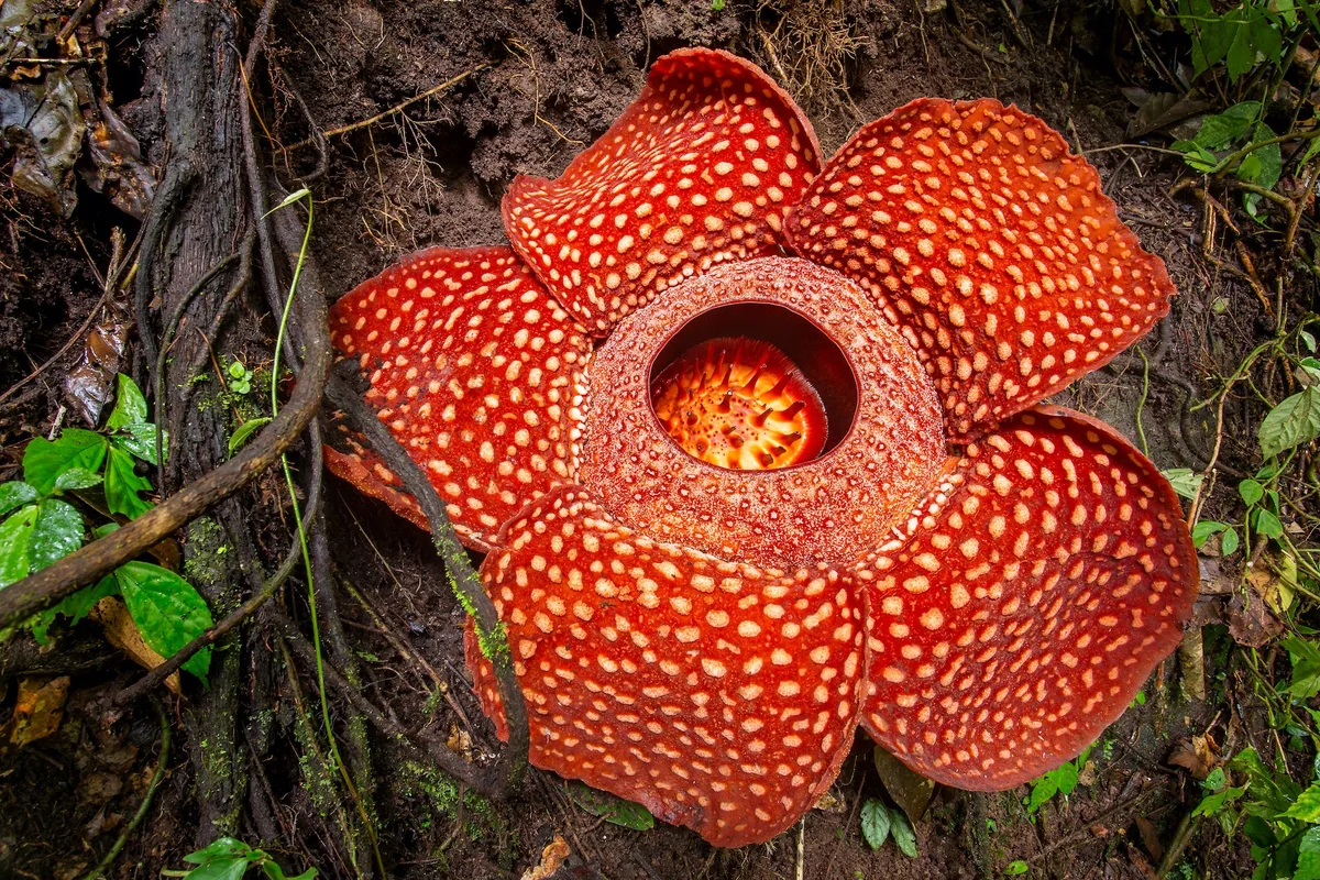shutterstock_283075331 Sechs der grössten Blüten der Erde