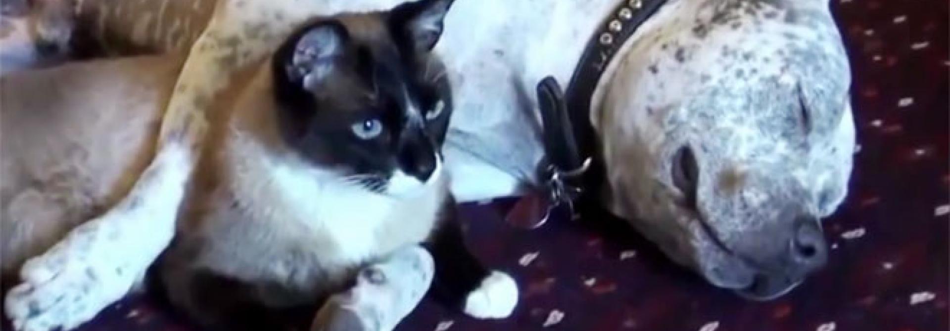 hundkatz.jpg