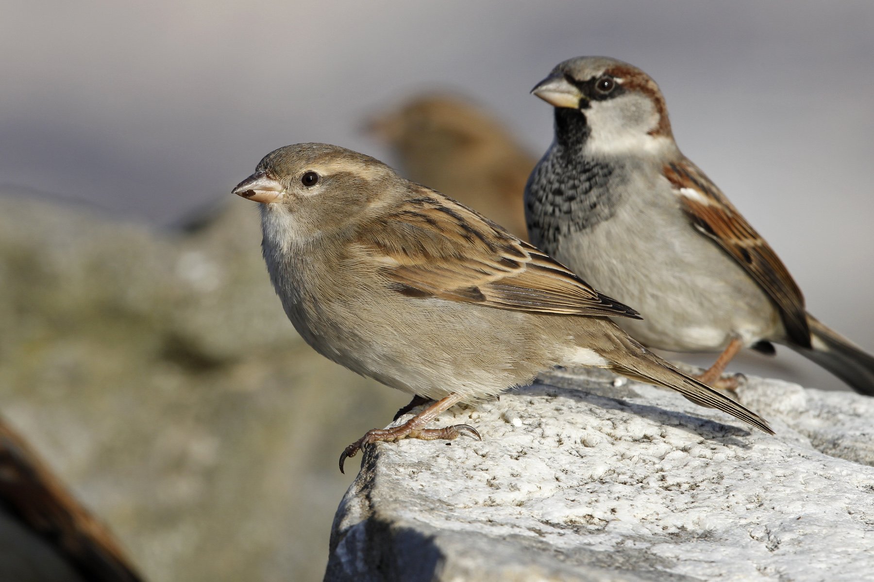 Haussperling erneut der häufigste Vogel