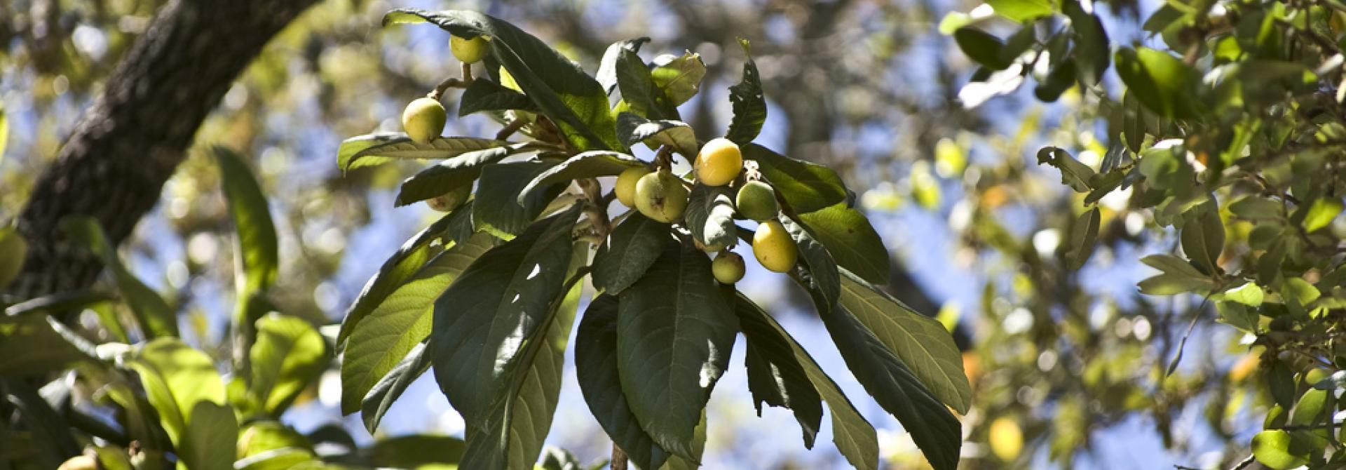 kumquats.jpg