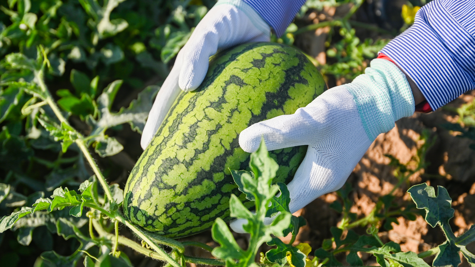 Schweizer Wassermelonen: Süss, saftig und regional