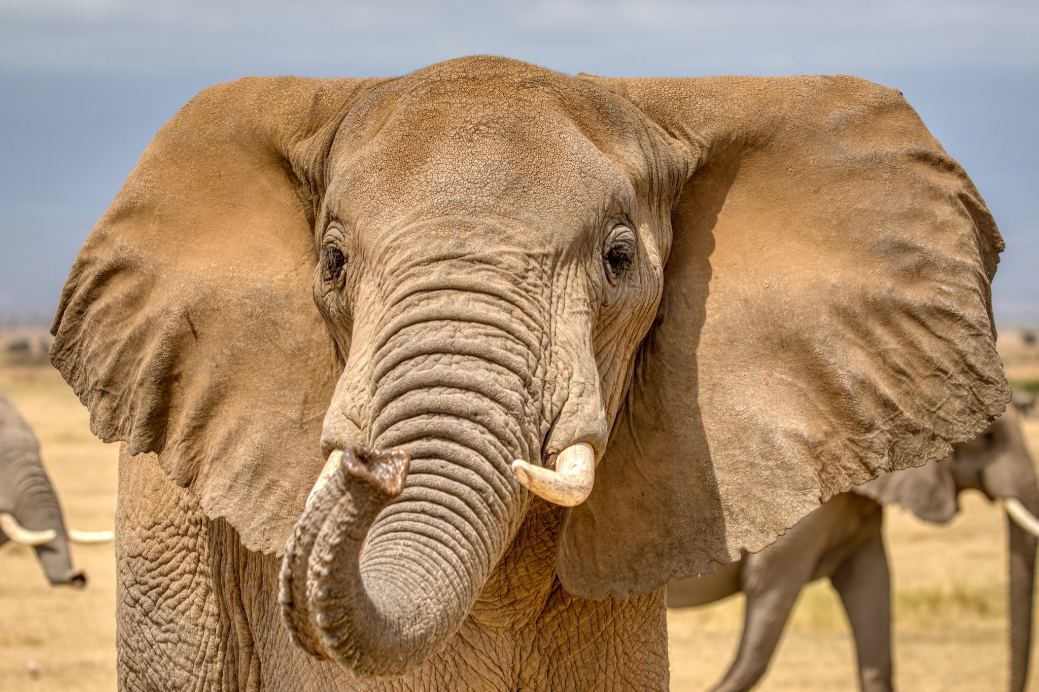 Elefant