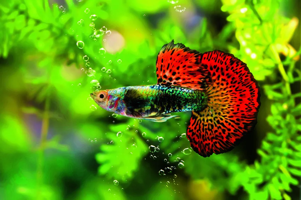 0b9e88abb29cc291484c4e2f73872356ef8618055c09aa4cd81c85b60d6a1fba Hochzucht-Guppys sind anspruchsvoll. Monika Thommen etabliert Zuchtstämme.