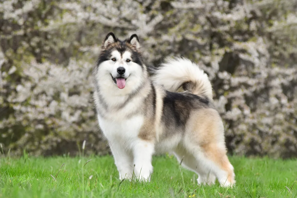 shutterstock_2298528405 Alaskan Malamute – der mächtigste Schlittenhund