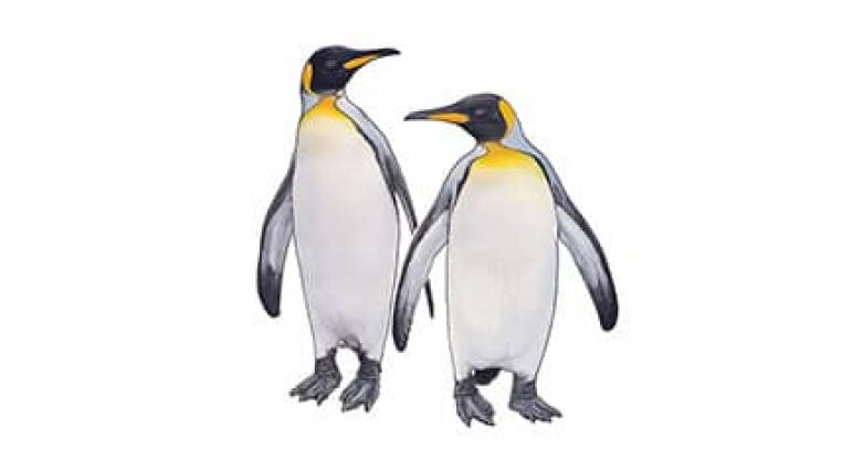 tierlexikon-voegel-koenigspinguin-aptenodytes-patagonicus-0.jpg