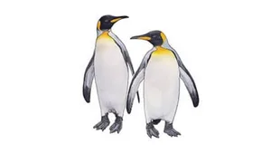 Zeit der Parade: Täglich watscheln die Königspinguine durch den Zoo.