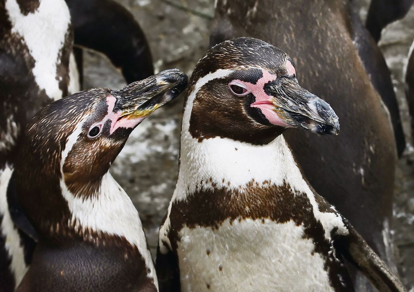 Humboldt-Pinguine