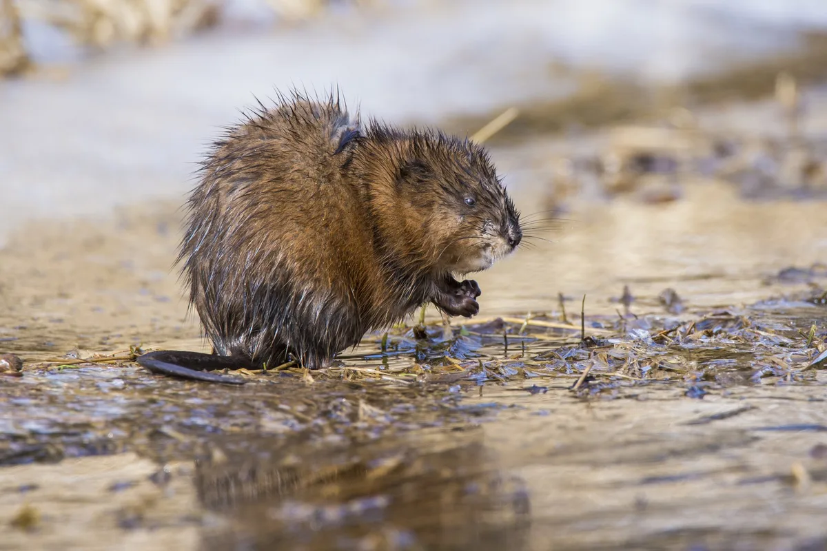 shutterstock_512948440 Der Biber bekommt Besuch aus Übersee