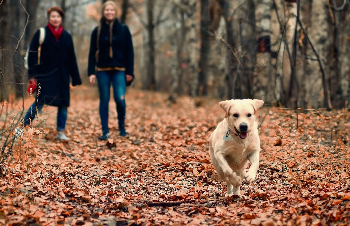 Hunde müssen abrufbar sein, sonst lauert Ärger.