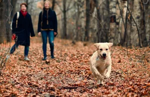 Hunde müssen abrufbar sein, sonst lauert Ärger.