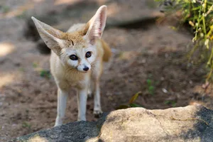 Der Fennek ist die kleinste Wildhundeart mit grossen Ohren, nachtaktiv und lebt in Kleinfamilien.