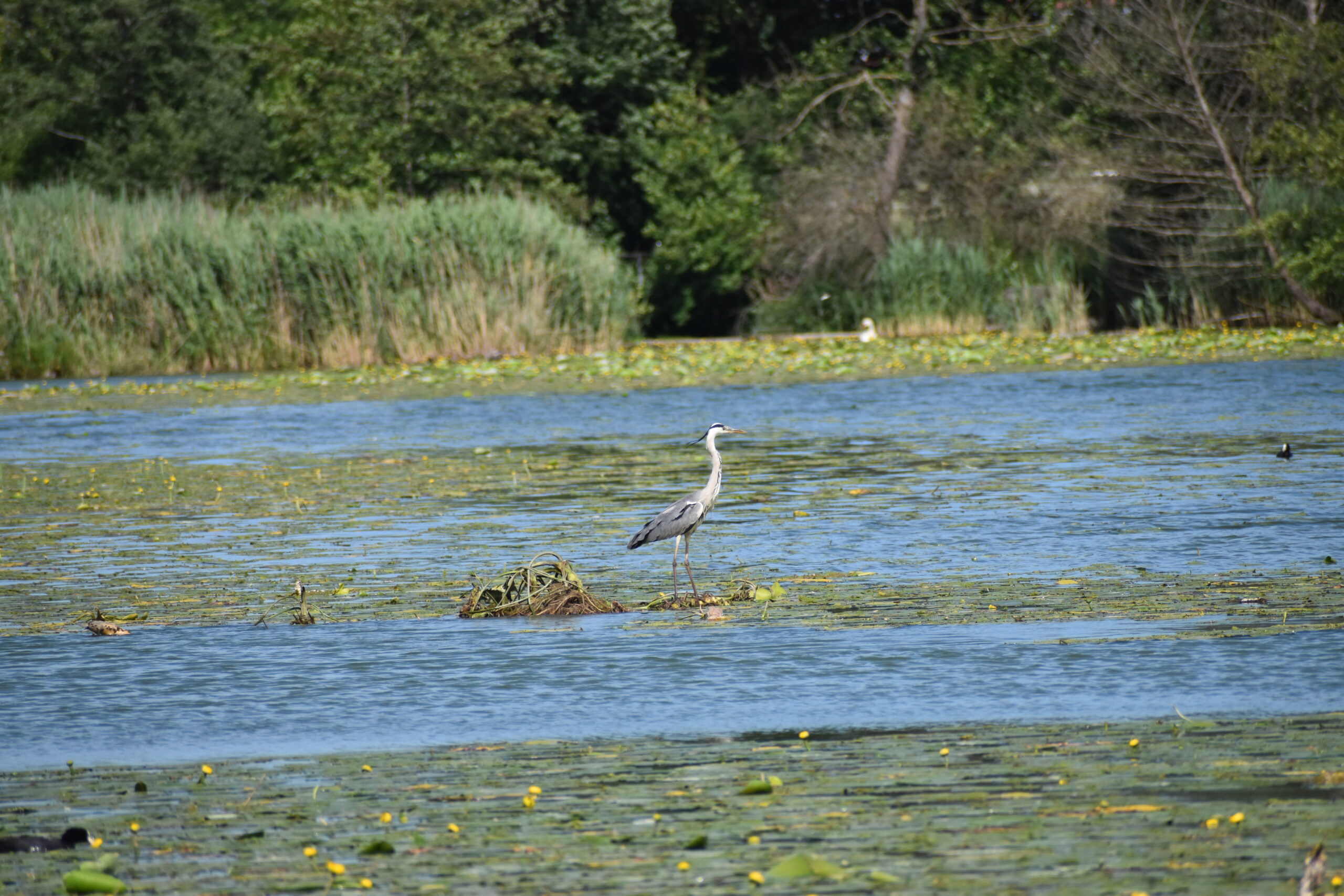 Der Inkwilersee ist ein Reiher-Hotspot: Nachtreiher, Rallenreiher, Seidenreiher, Silberreiher, Kuhreiher und auch Purpurreiher, Knäkenten werden regelmässig gesichtet.