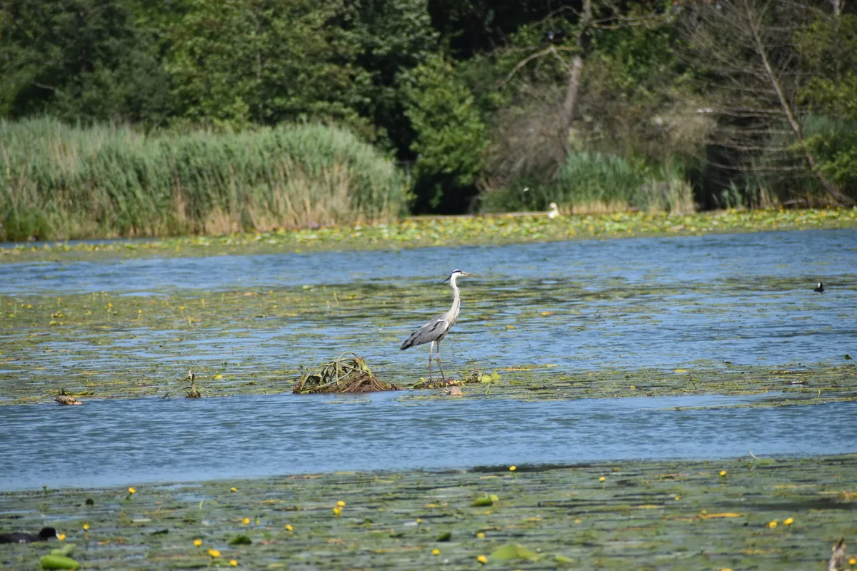 Reiher Inkwilersee (c)Lara Aebi Der Inkwilersee ist ein Reiher-Hotspot: Nachtreiher, Rallenreiher, Seidenreiher, Silberreiher, Kuhreiher und auch Purpurreiher, Knäkenten werden regelmässig gesichtet.