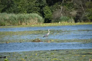 Der Inkwilersee ist ein Reiher-Hotspot: Nachtreiher, Rallenreiher, Seidenreiher, Silberreiher, Kuhreiher und auch Purpurreiher, Knäkenten werden regelmässig gesichtet.