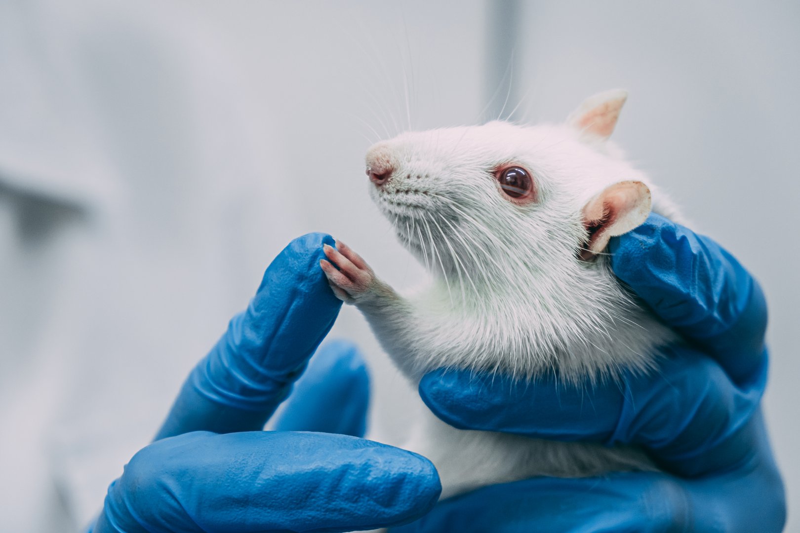 Weniger Tierversuche dank künstlicher Intelligenz?