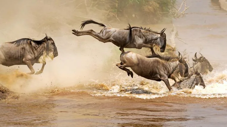 47d8b59a3a2df864ffc080d400dc7e290f3a1365 Gnus springen über einen Fluss in der Serengeti