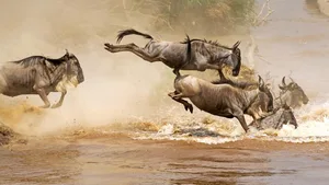 Jedes Jahr überqueren Hunderttausende Gnus den Mara-Fluss, viele Tiere sterben dabei.