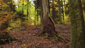 Die Bäume in der Stiftung Wildnispark Zürich sind vernetzt. Wie, das zeigt derWildnistag.