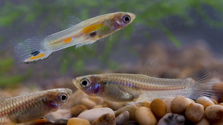 Guppy_pho_0048_Per-Harald-Olsen-by.jpg