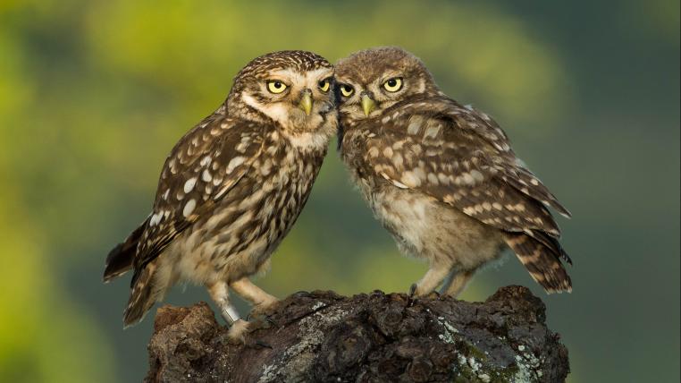 Steinkauz mit Jungvogel