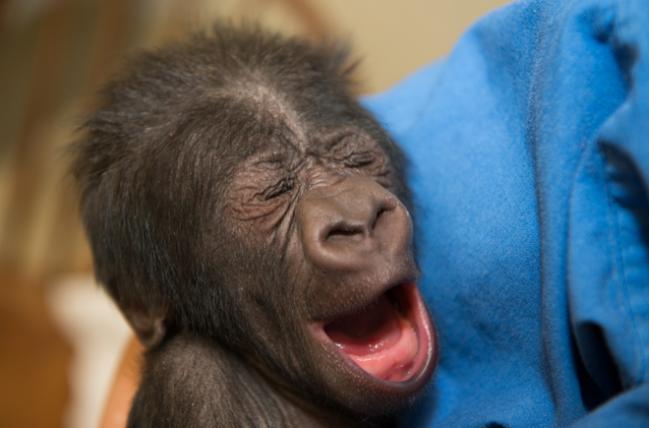 gorilla22.jpg
