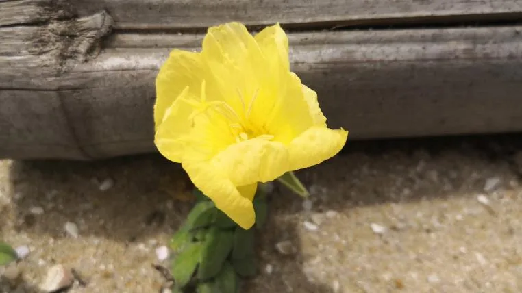 f273437430ed976314d4121276f67007aaf9d983 oenothera.jpg