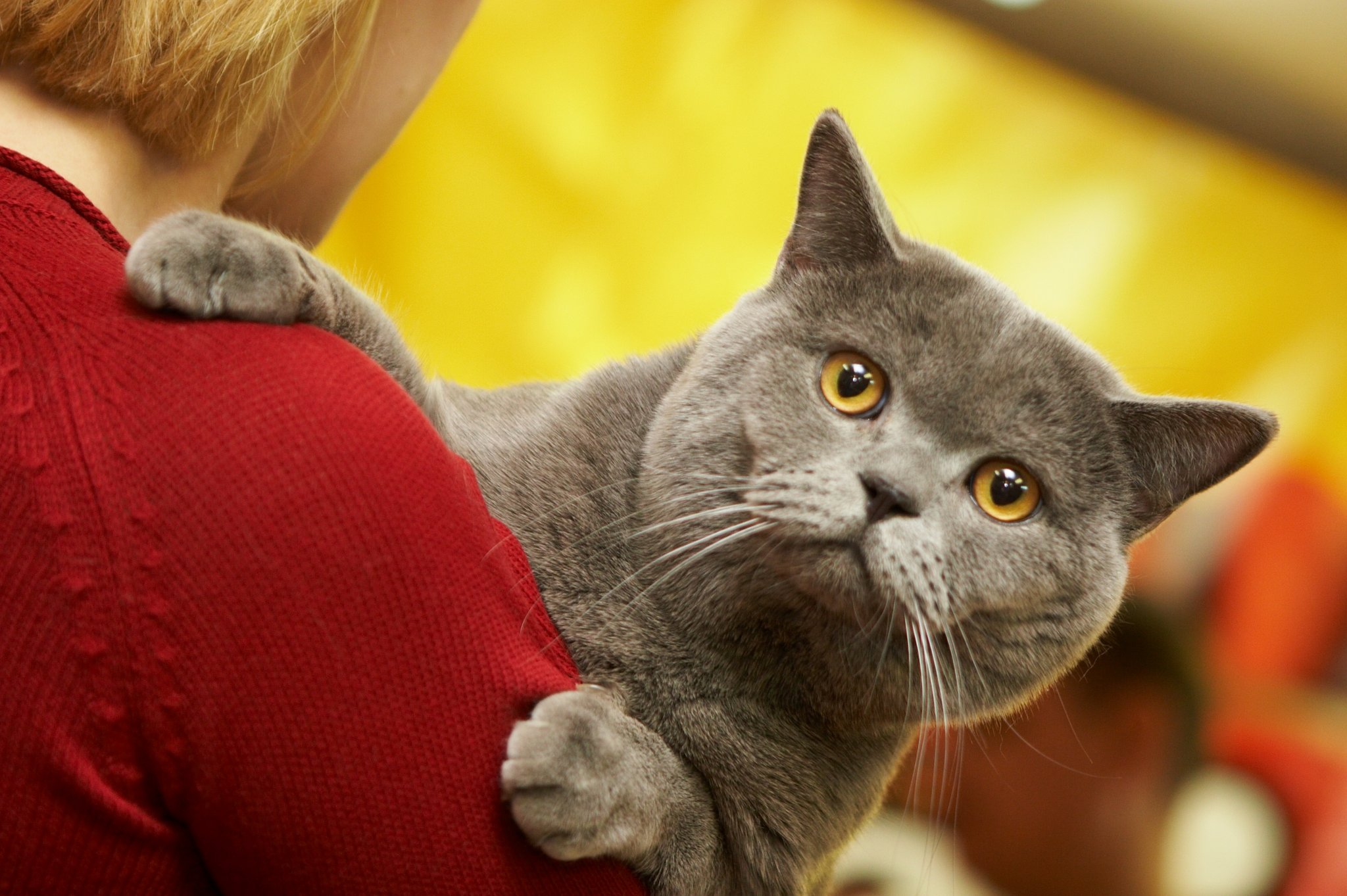 5 anhängliche Katzenrassen