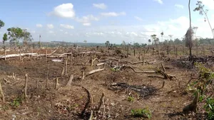 Grosse Zerstörung: Die Entwaldung im Amazonas hat im Vergleich zu 2018 um 93 Prozent zugenommen.
