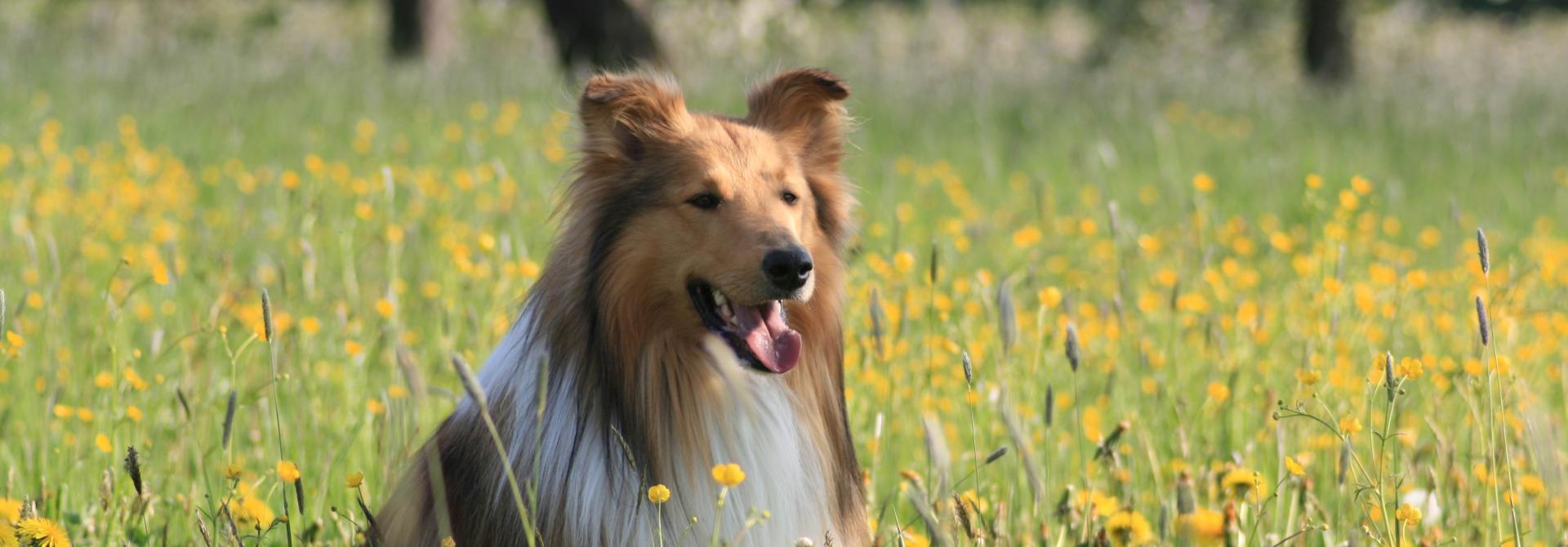 pollenhund.jpg