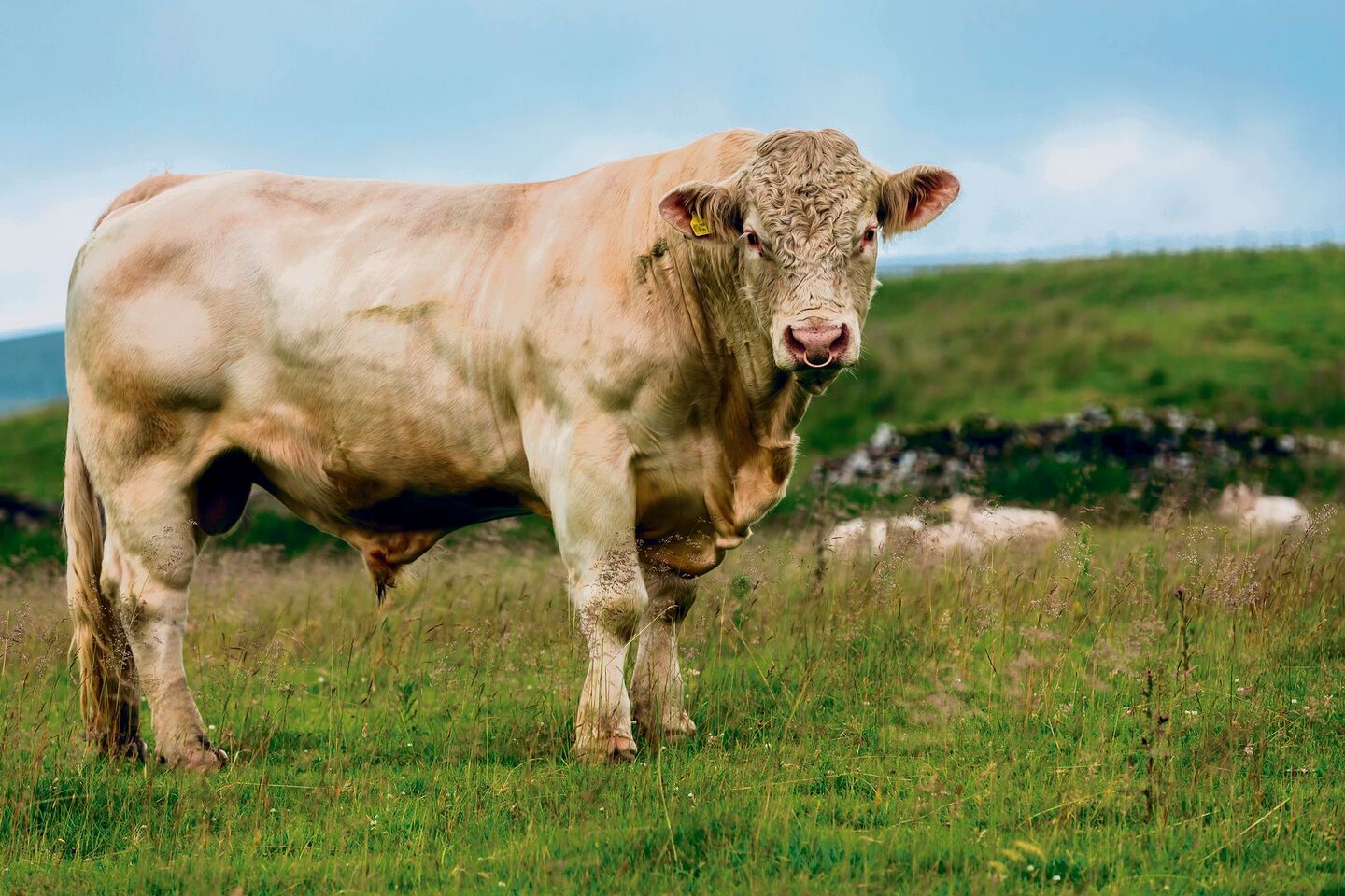 Charolais-Rinder sind eine mächtige Erscheinung. Dank ihrem hellbeigen Fell wirken sie dennoch edel.