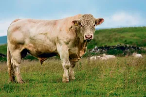 Charolais-Rinder sind eine mächtige Erscheinung. Dank ihrem hellbeigen Fell wirken sie dennoch edel.