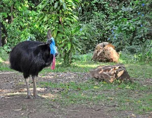 Kasuare sind grosse, flugunfähige Vögel, die nur in Australien, Neuguinea und einigen umliegenden Inseln vorkommen.