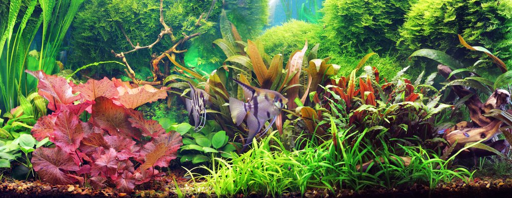 Tipps für Wasserpflanzen im Aquarium