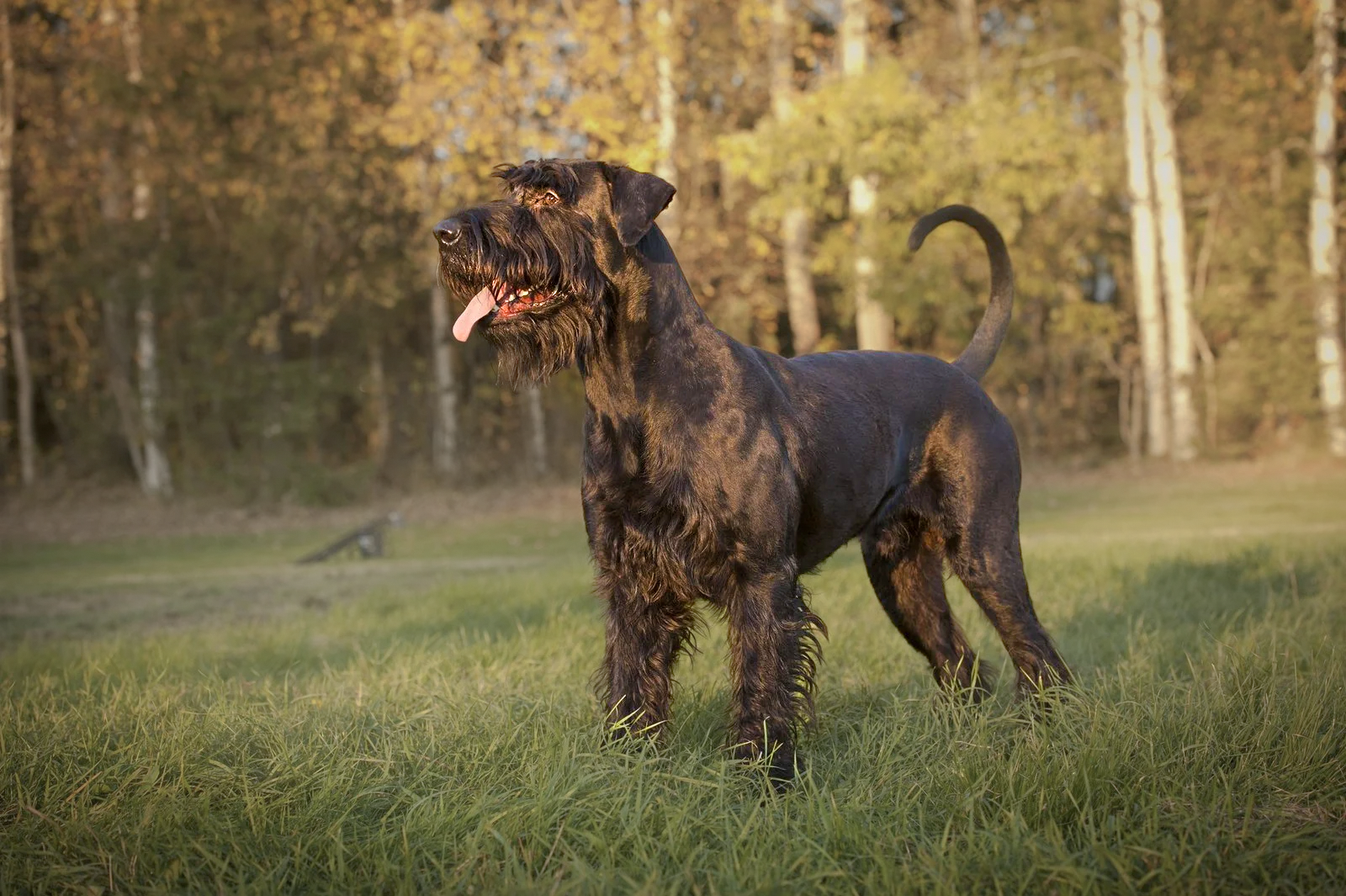 Riesenschnauzer – der bärtige Hund