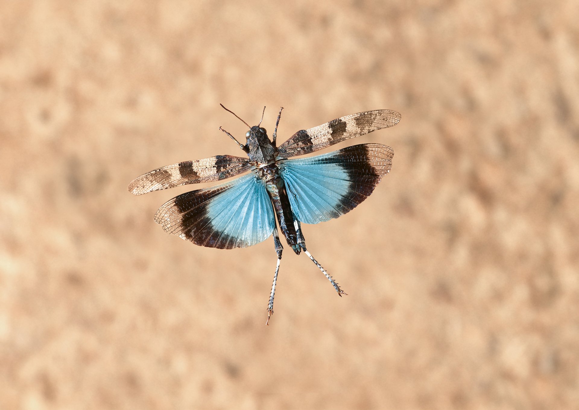 2023 ist das Jahr der Blauflügeligen Ödlandschrecke