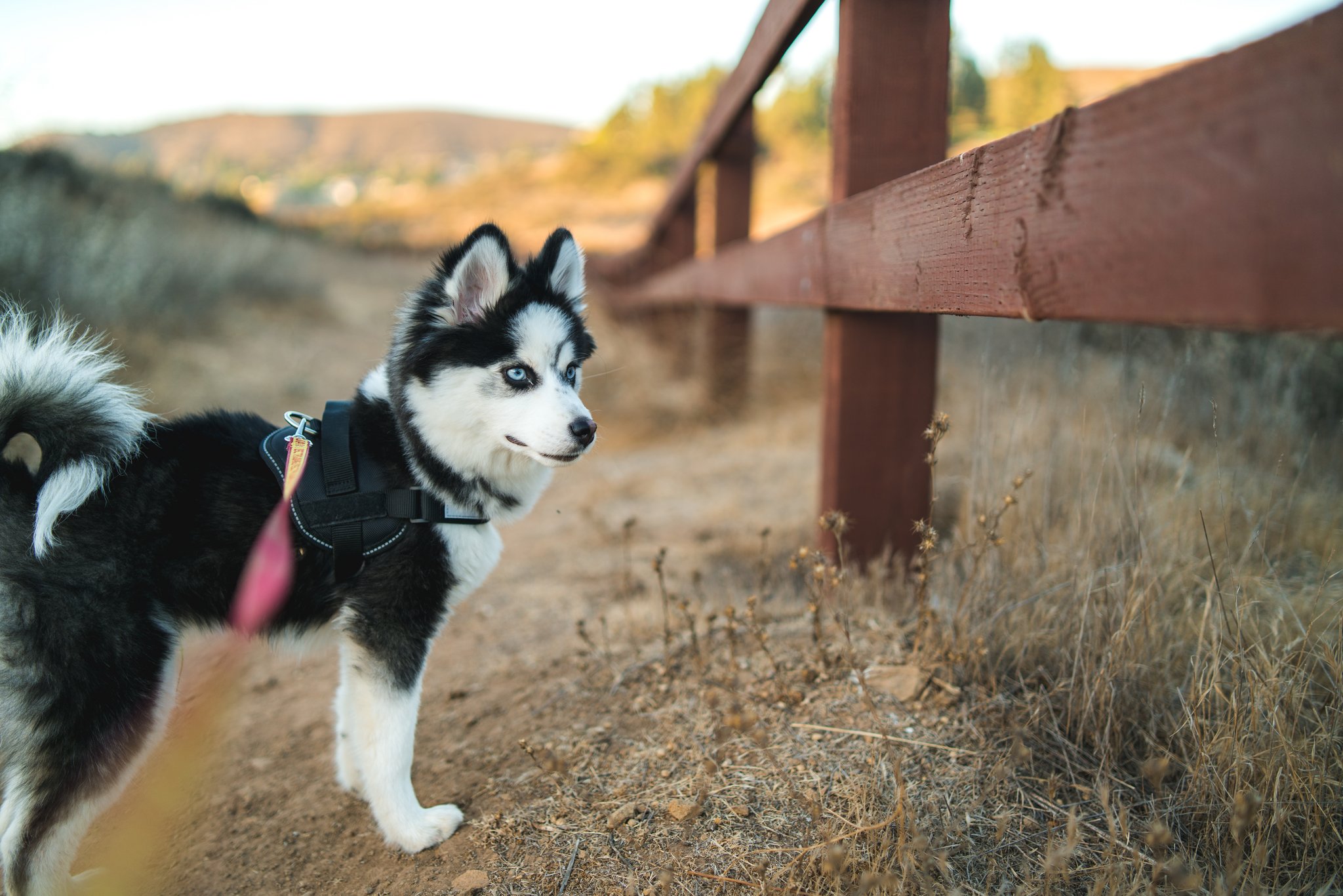 Pomsky: Der Miniatur-Husky