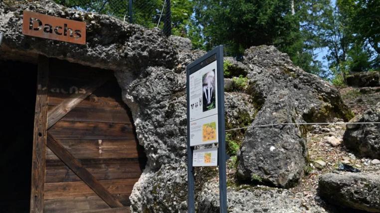 Neue Dachsanlage im Tierpark Goldau