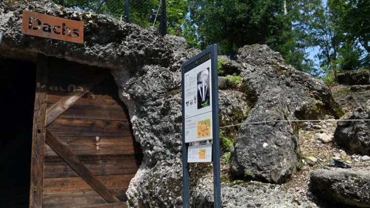 d960c55eb79f0c2be74d21075239f6fbbb9b2eba Neue Dachsanlage im Tierpark Goldau
