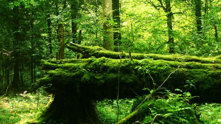 Bialowieza-WildberryPassion-bysa-s.jpg