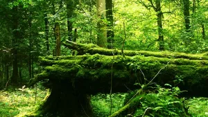 Der Wald von Bialowieza gilt als letzter Urwald Europas und zählt zum Unesco-Weltnaturerbe.
