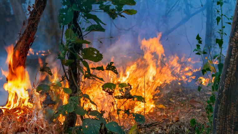 Waldbrand