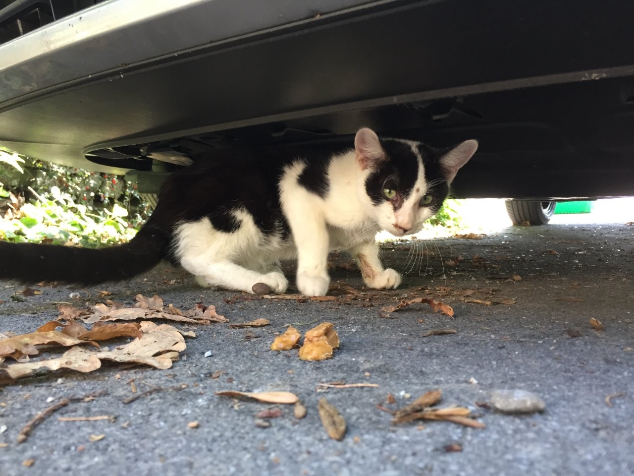 Kastrationspflicht für Streunerkatzen: NetAP kritisiert Entscheid des Nationalrats