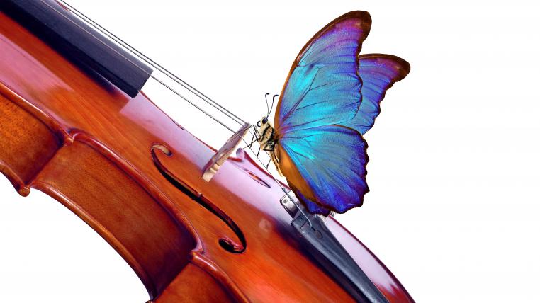 Schmetterling spielt Violine
